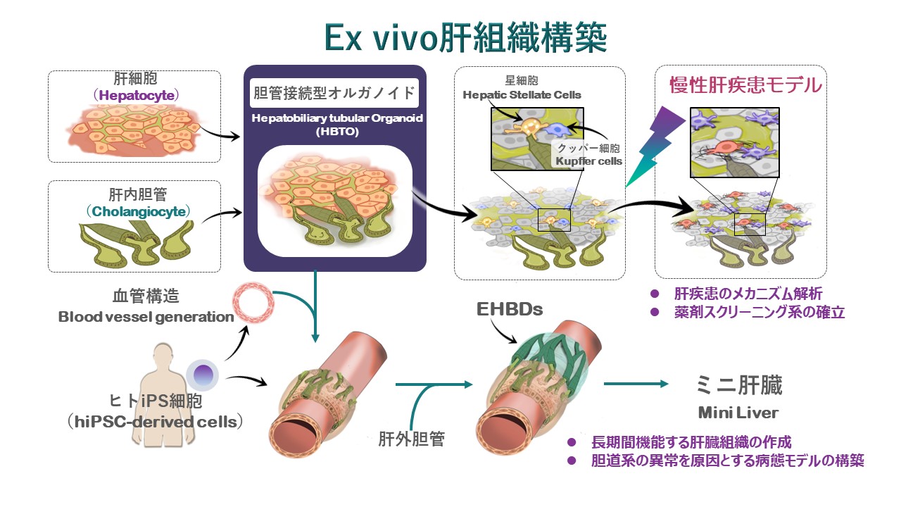 Ex vivo肝組織構築